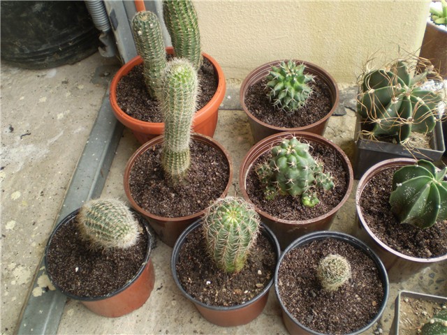 kaktus